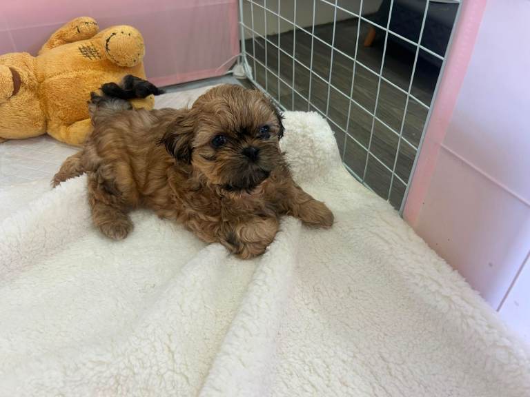 3 BEAUTIFUL SHIH TZU PUPPIES FOR SALE