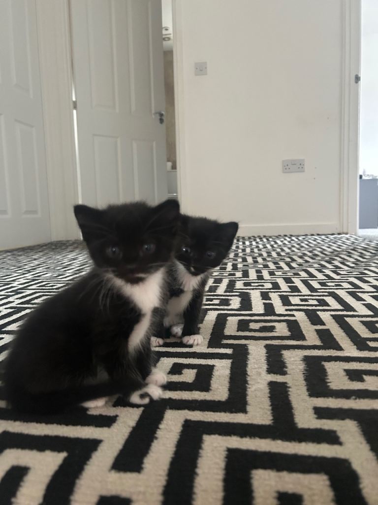 Female kittens 