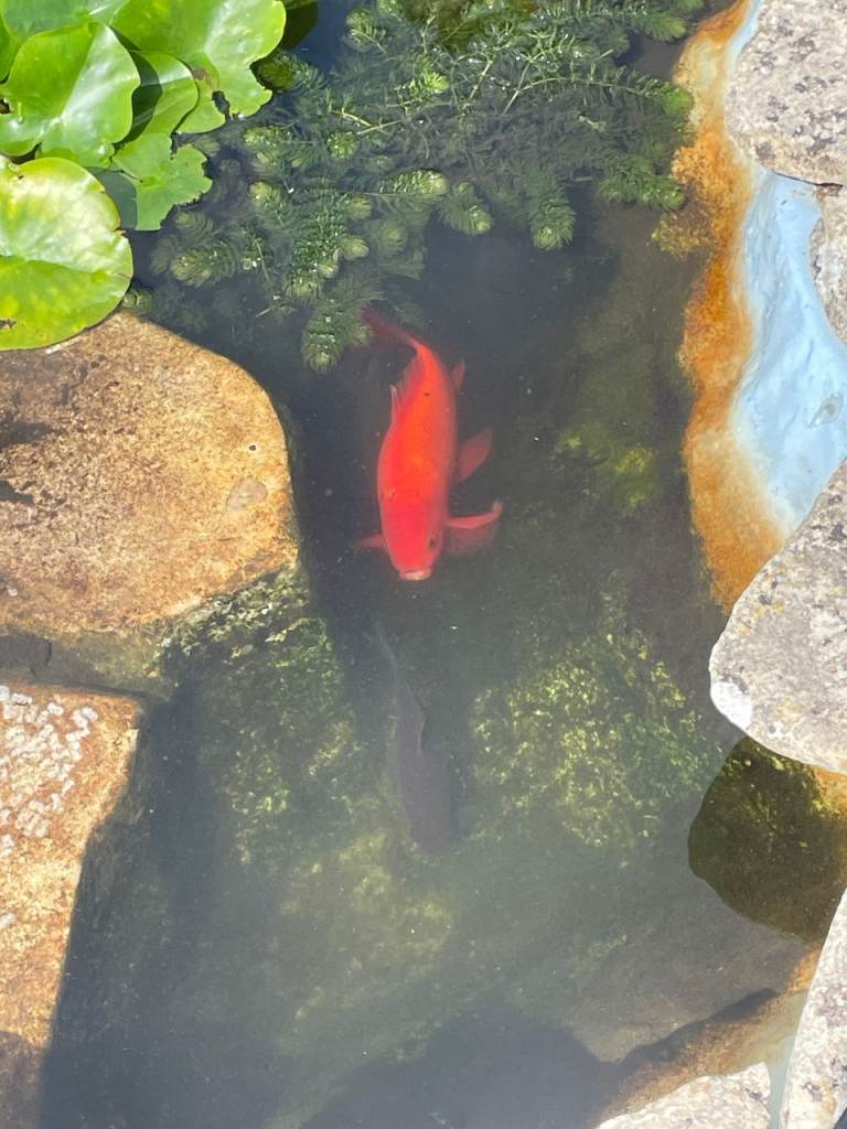 Goldfish for sale
