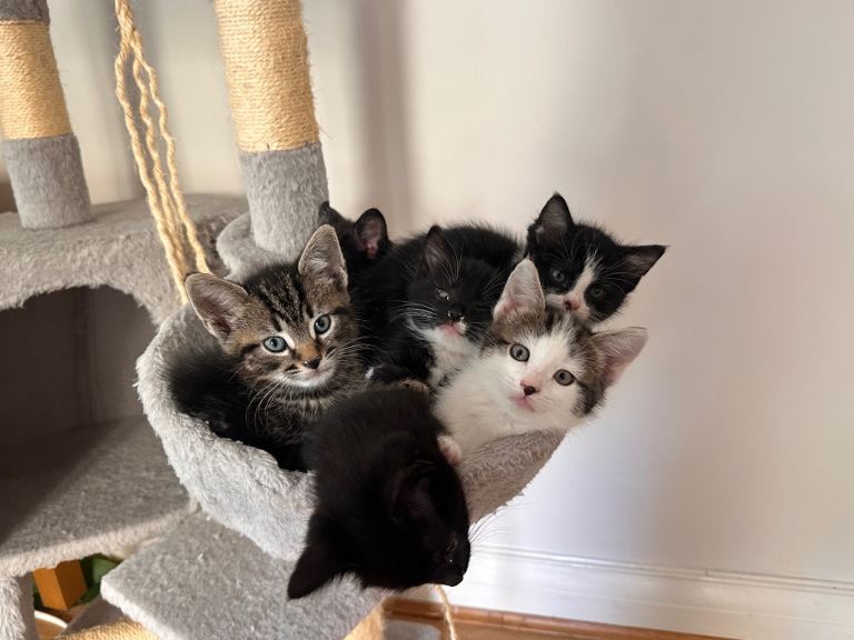Cats for adoption