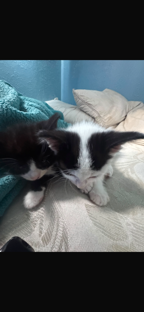 5 x kittens 