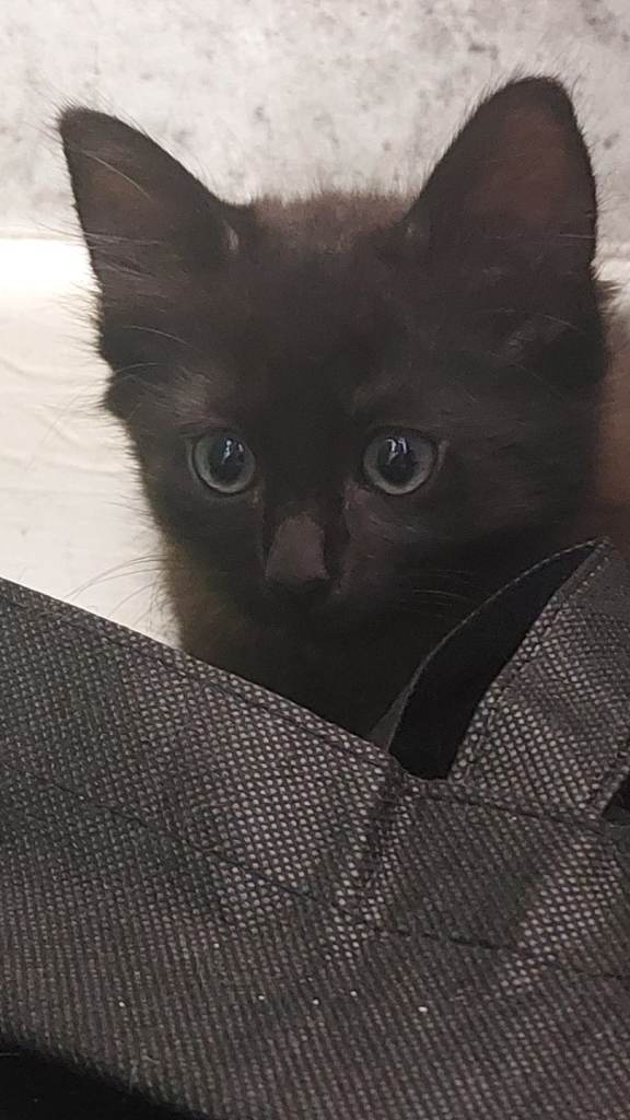 3 kittens looking for a forever home.