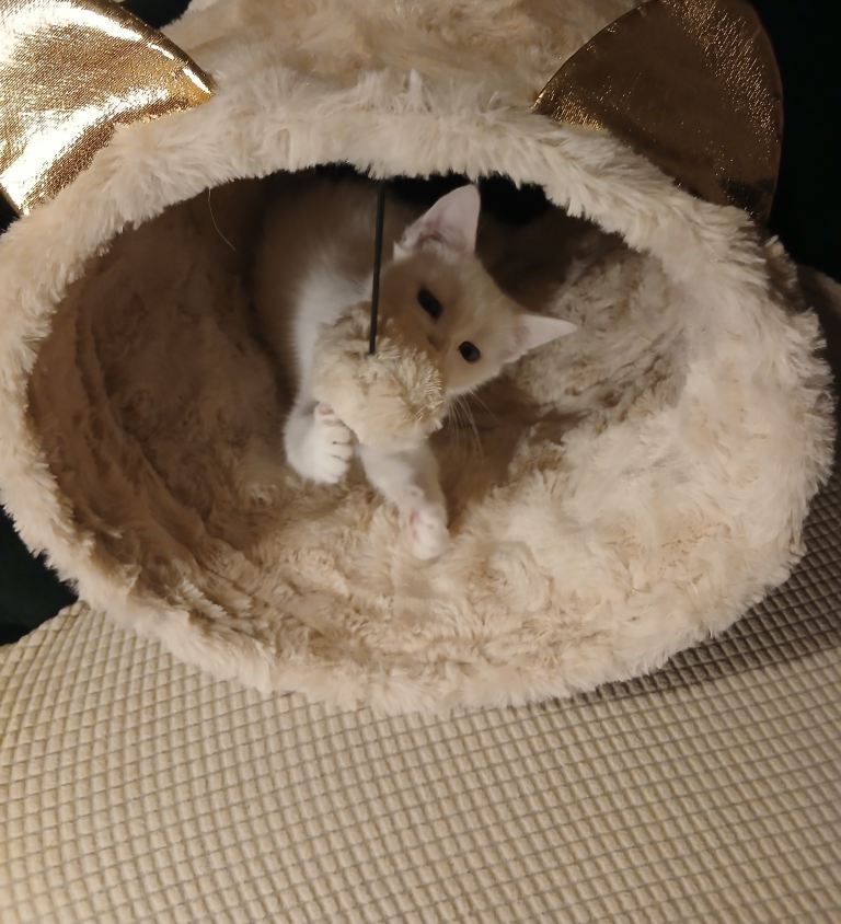 Pure white kitten for sale / Girl