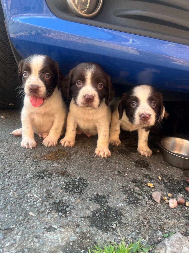 Stunning cocker spaniel puppies 🐶 