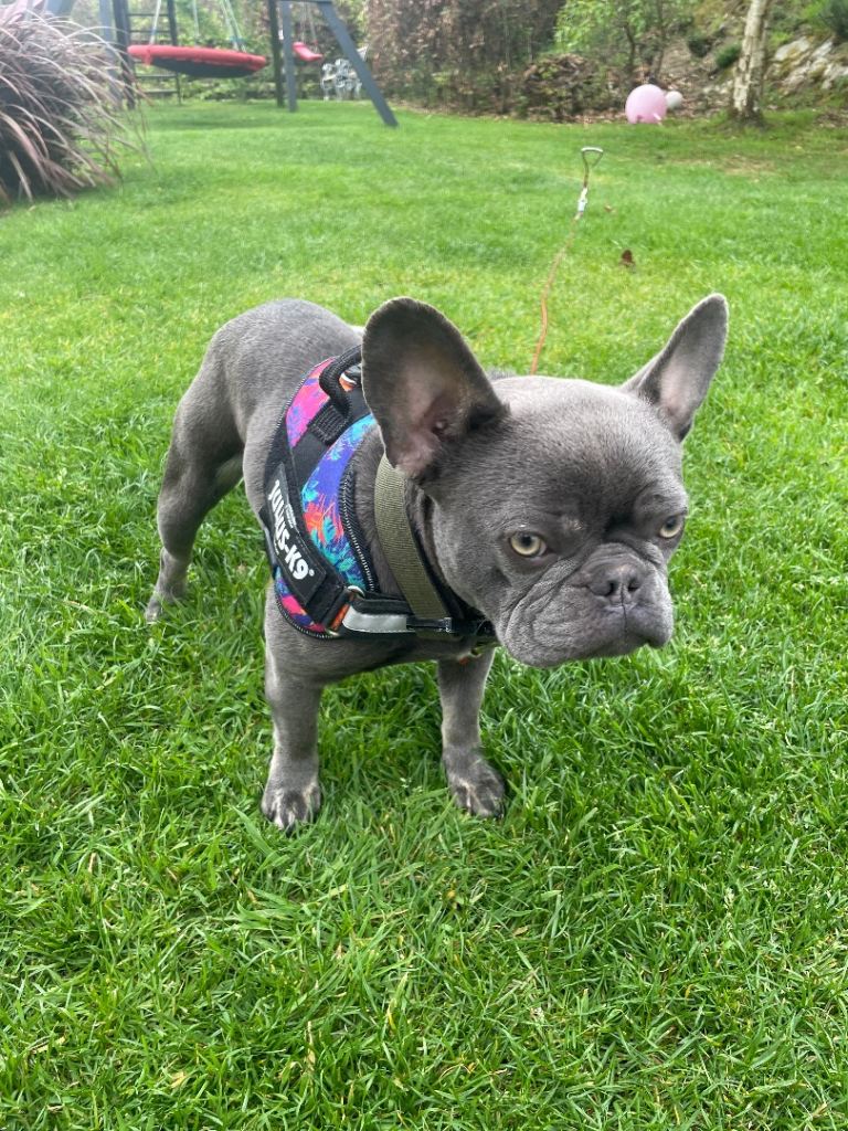 Blue French Bulldog - Female
