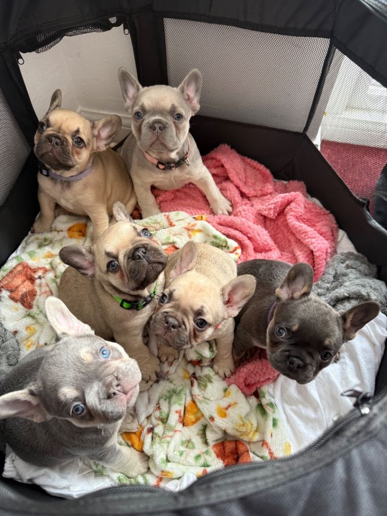 ✨ Elegant Litter of 6 KC Registered French Bulldogs ✨ 4 Available 