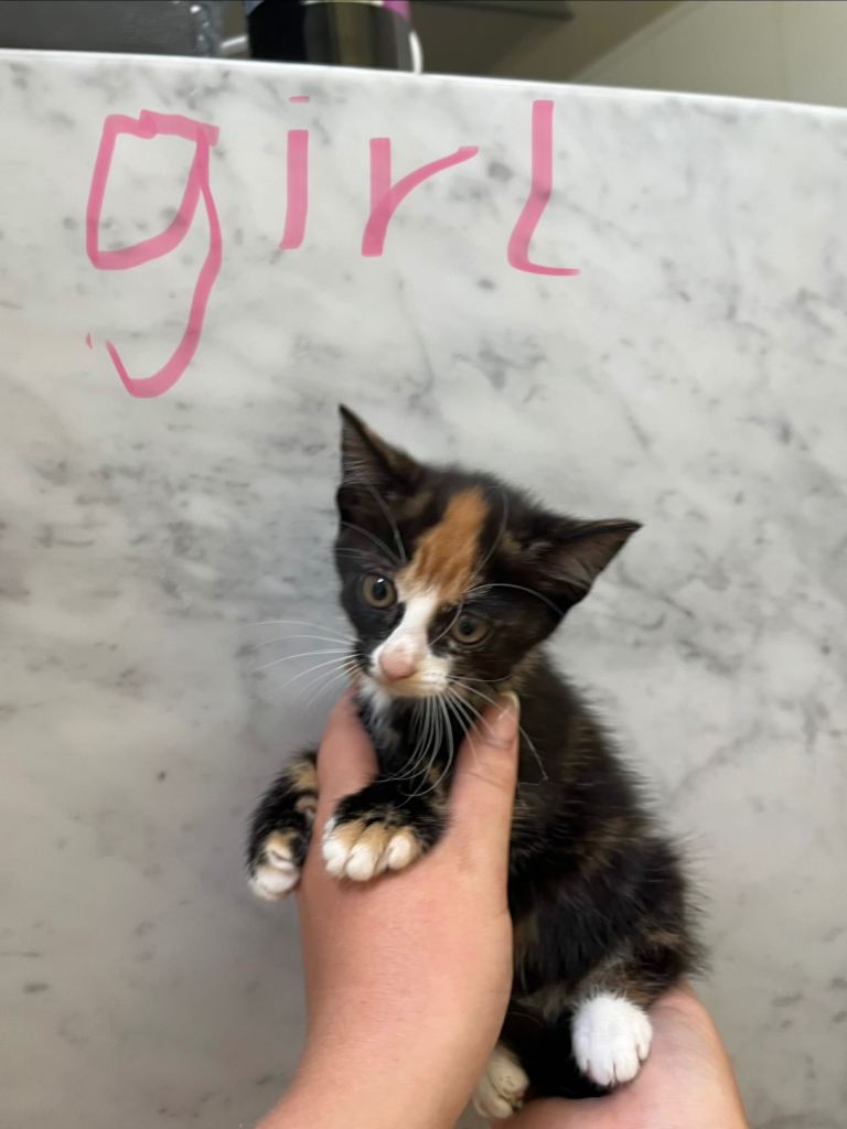 Mixed breed kittens