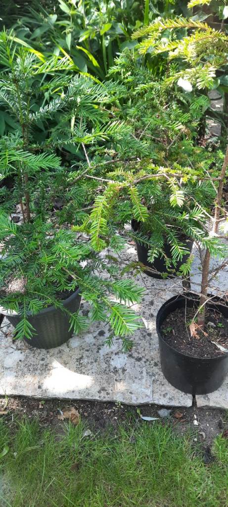 Tree's, Fern's and Shrubs for Sale