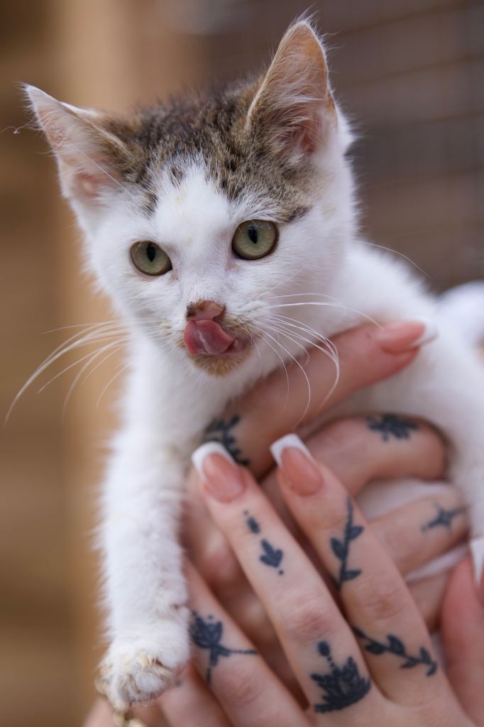 Brothers for rehoming 