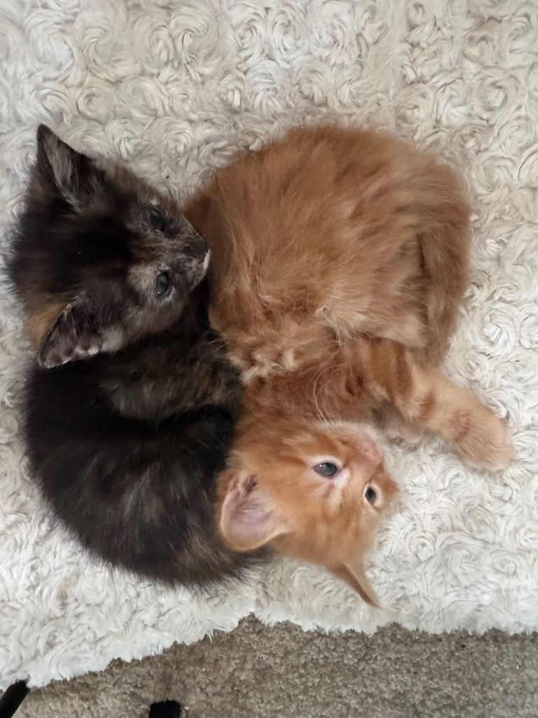Fluffy kittens ready for new forever home 
