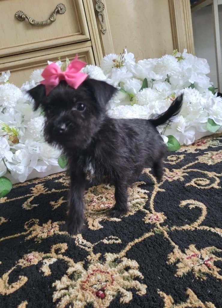 Yorkshire terrier 