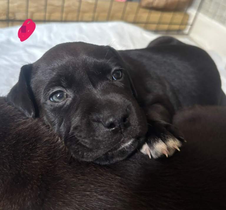 75% cane corsos 25% staffy 