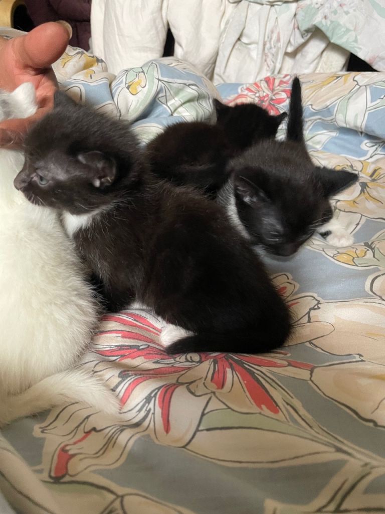 Beautiful fluffy kittens 