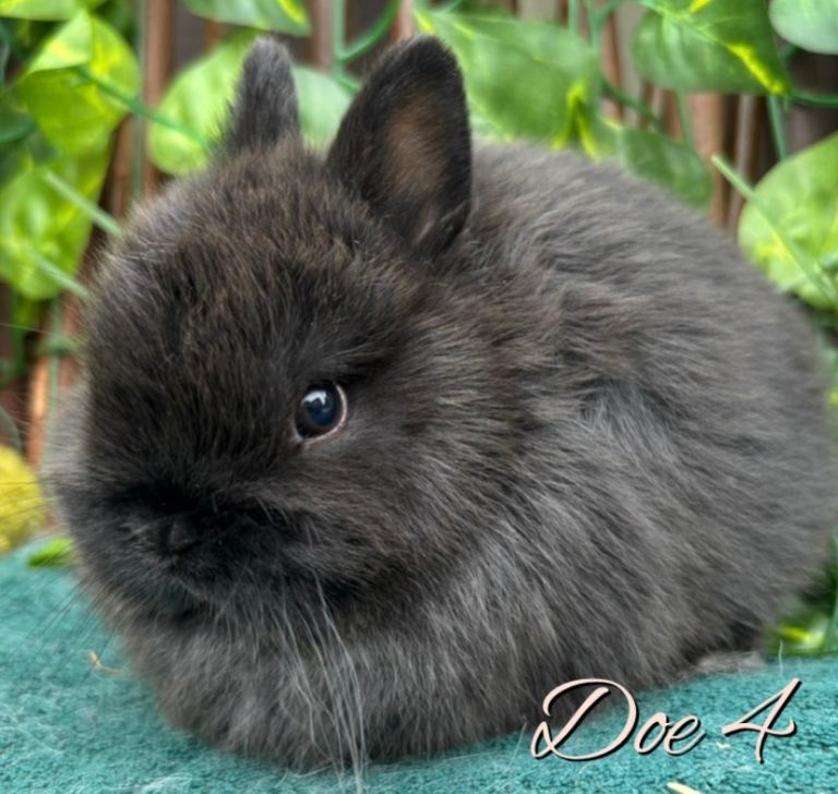 Show Quality Pure Bred Netherland Dwarfs