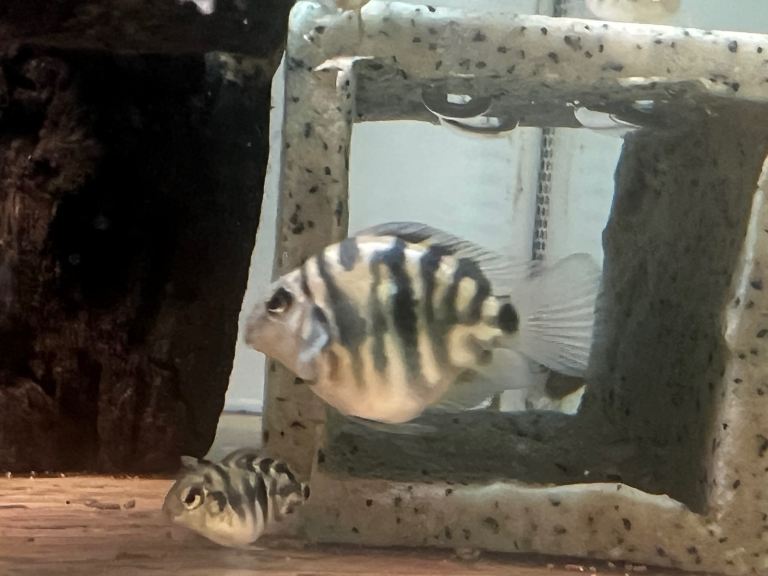 Blue Tiger Polar Parrot fish