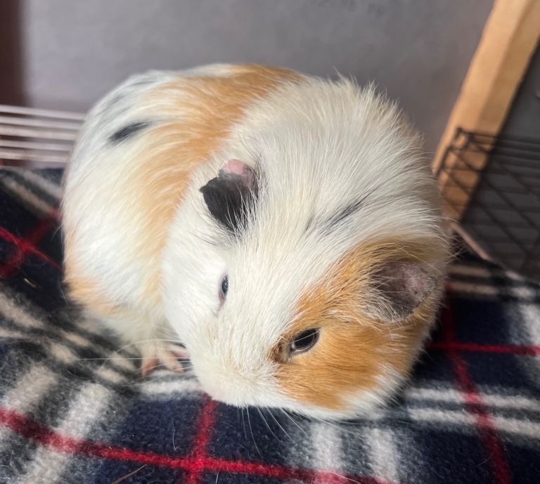 Guinea pig 