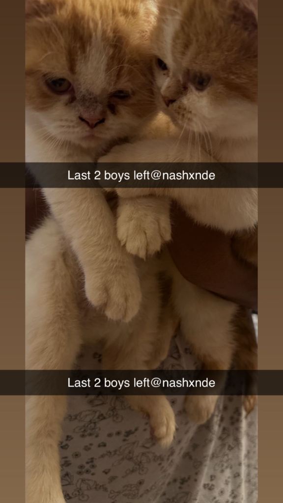 Persian Kittens Last Ginger Boy