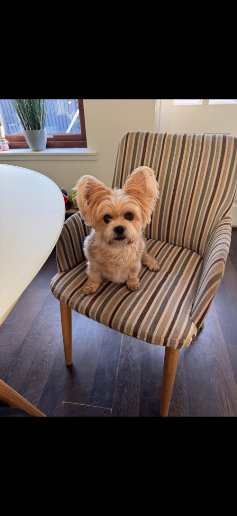 Chihuahua X Yorkie looking for a new home