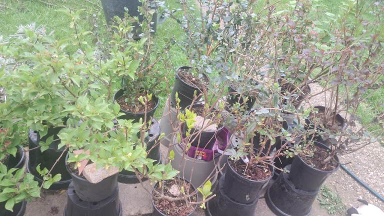 Garden plants outdoors mature hardy evergreen