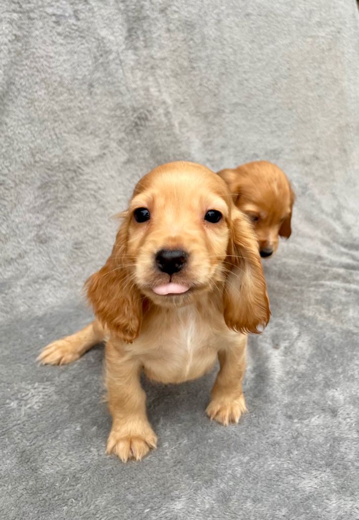 Beautiful show type, cocker spaniel puppies