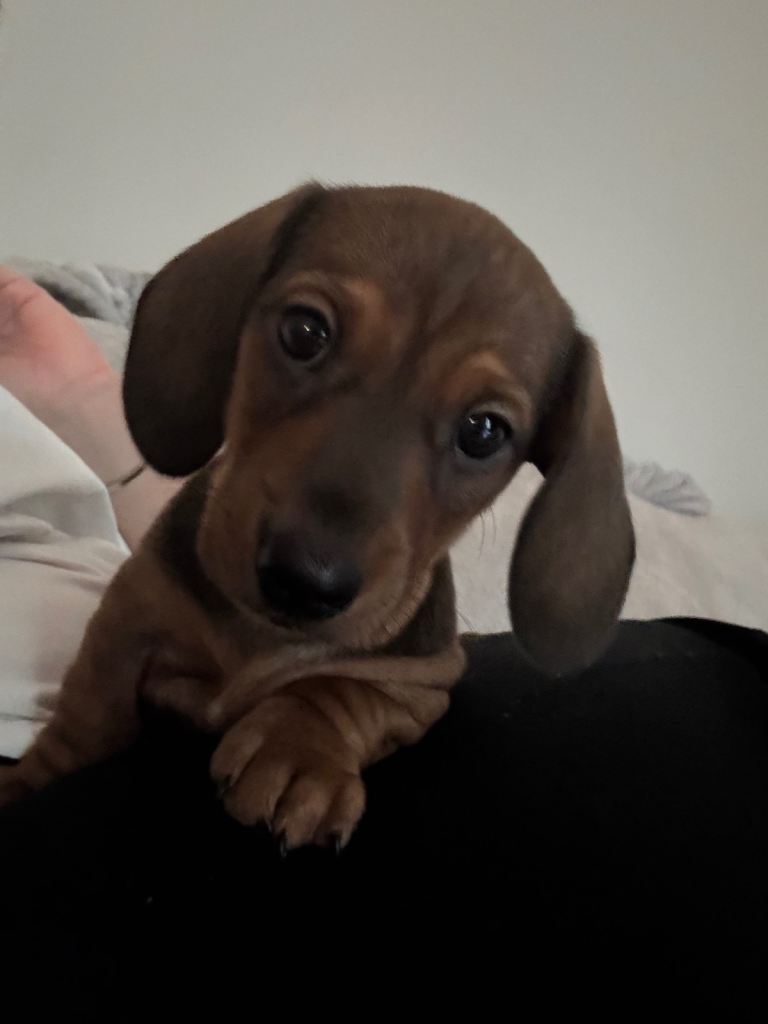 Gorgeous Dachshund Puppies