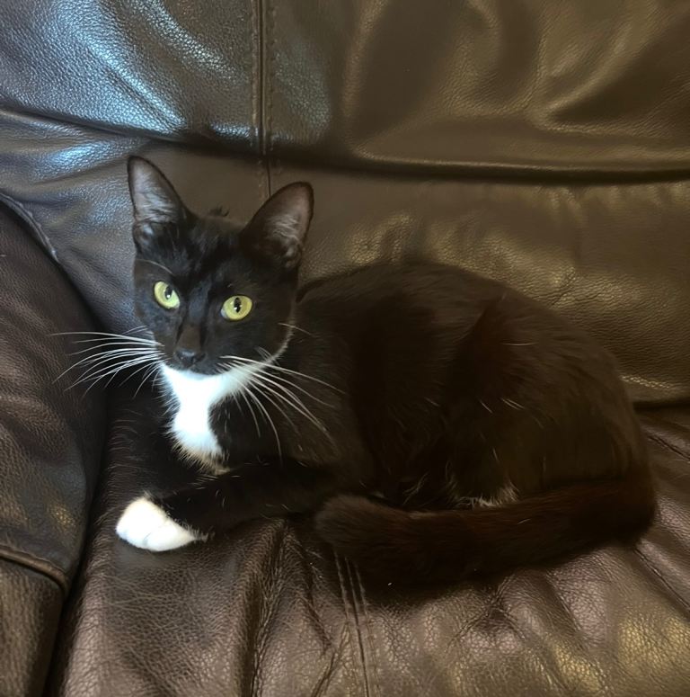 Black and white Cat female