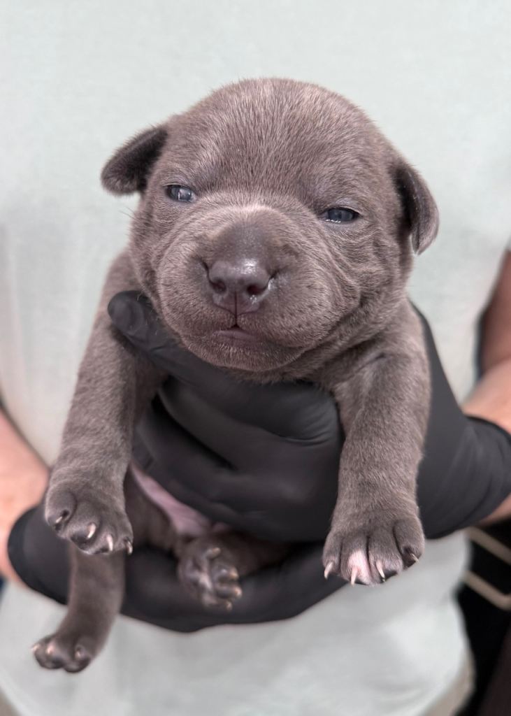 KC Reg Staffordshire Bull Terrier Puppy 