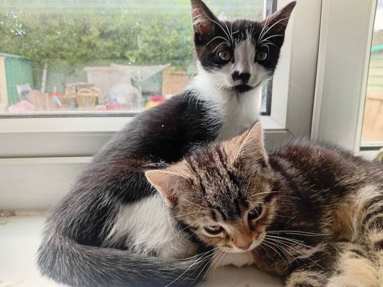 Kittens! Lovely personalities, playful, friendly and litter trained adorable little babies 