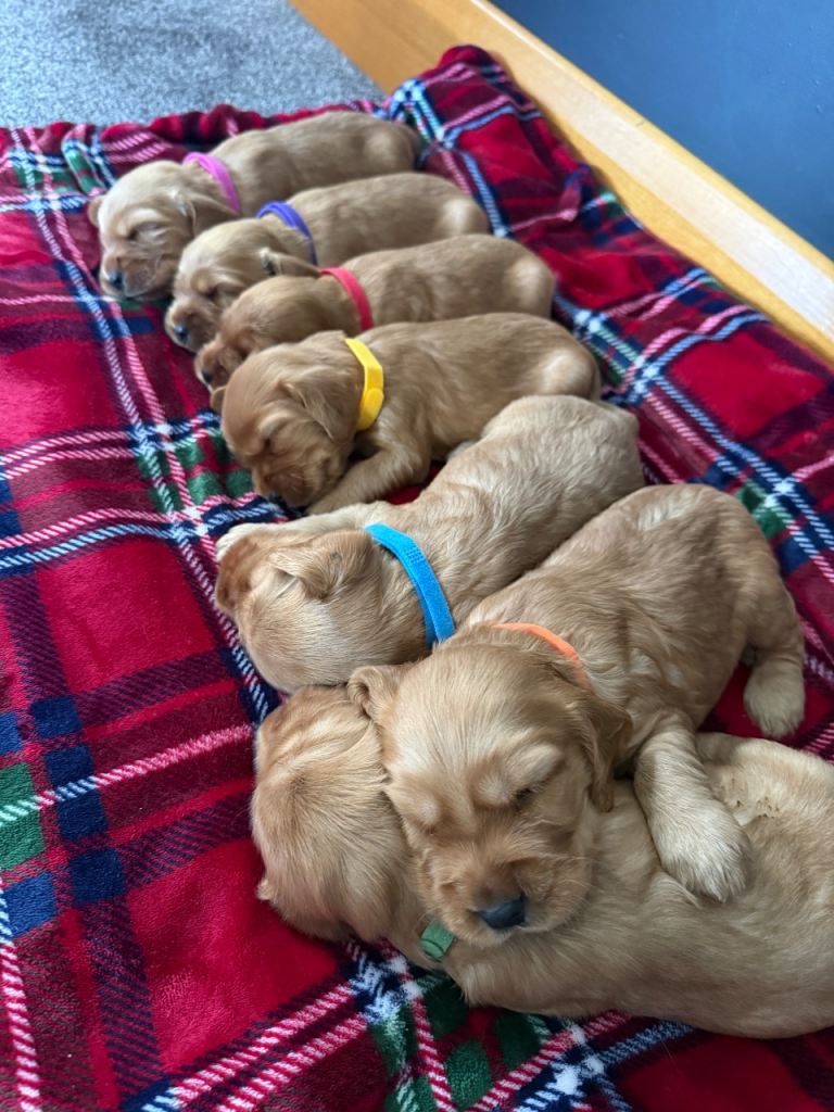 Golden Show Cocker Spaniels