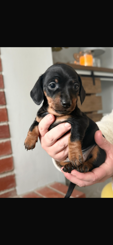 Miniature dachshund puppies