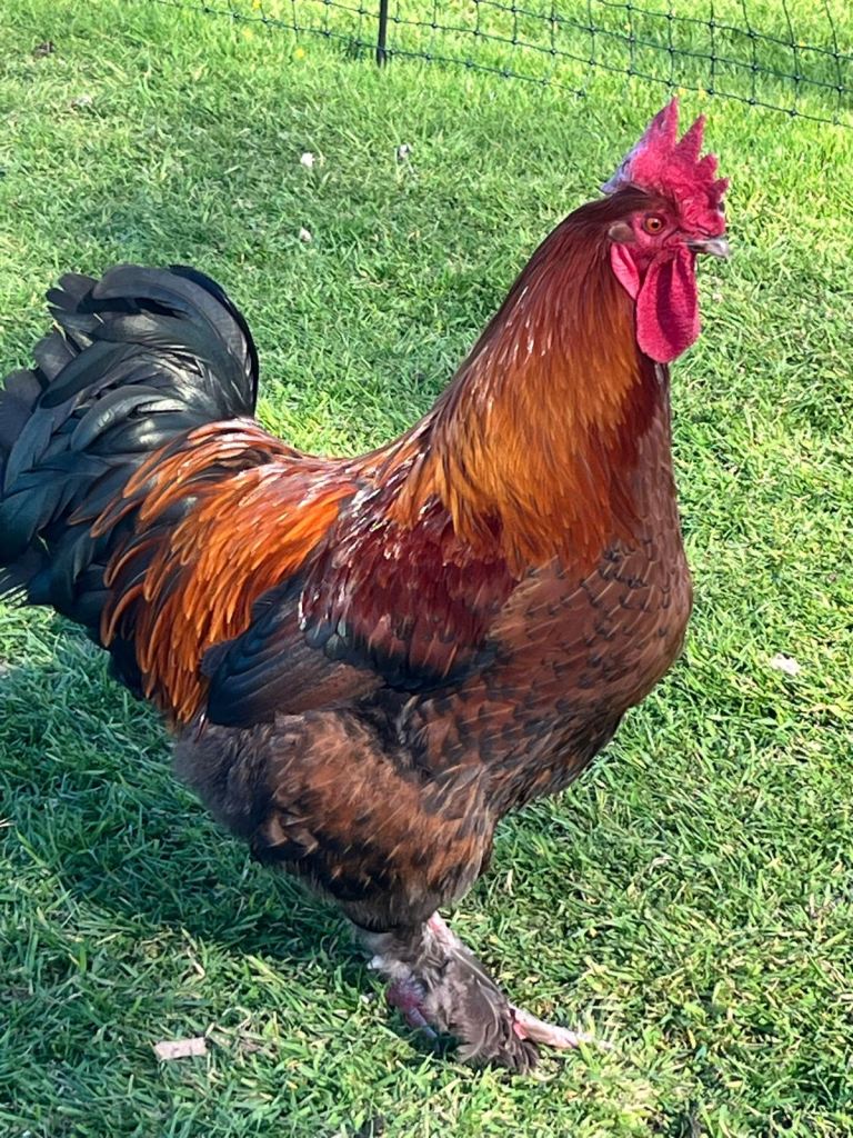 Cochin cockerel 