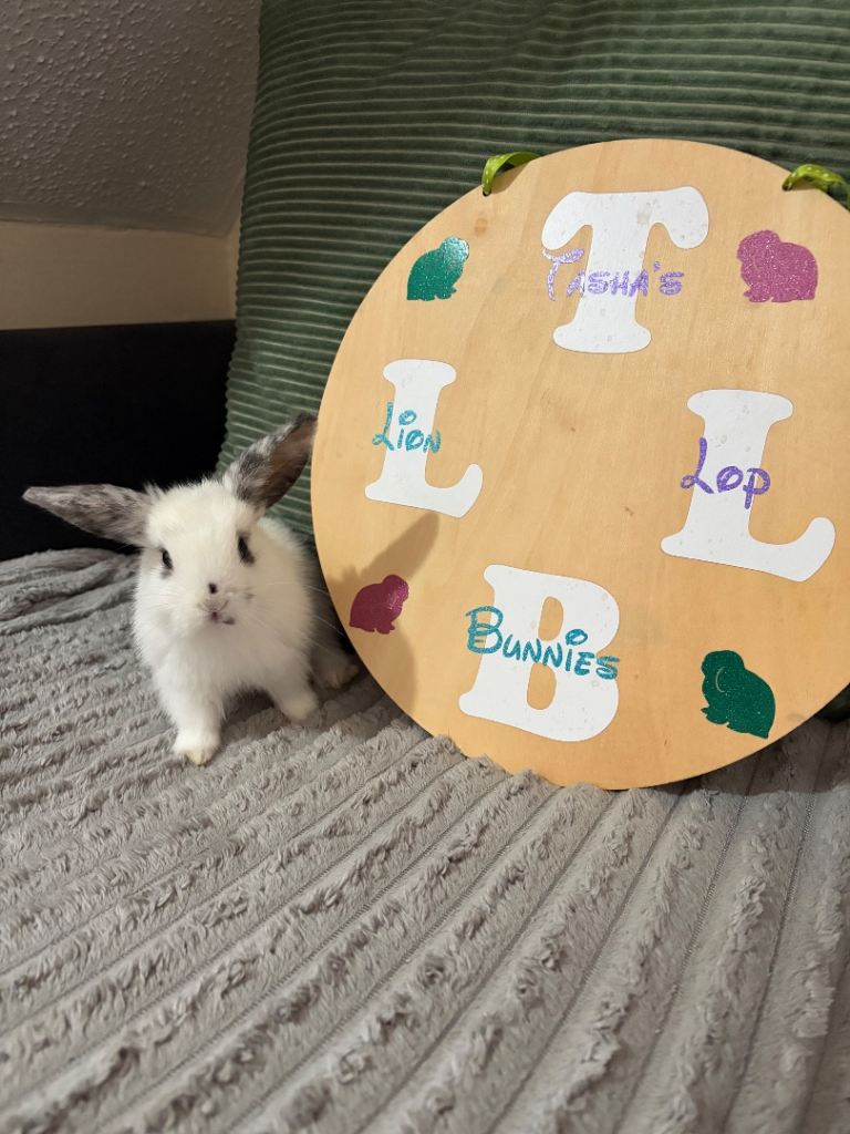 Beautiful baby bunnies 