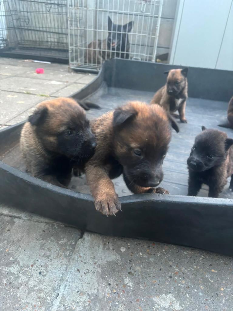 Beautiful Dutch Herder Puppies for sale 