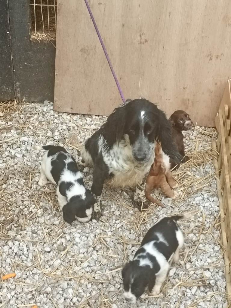 Sprocker pups