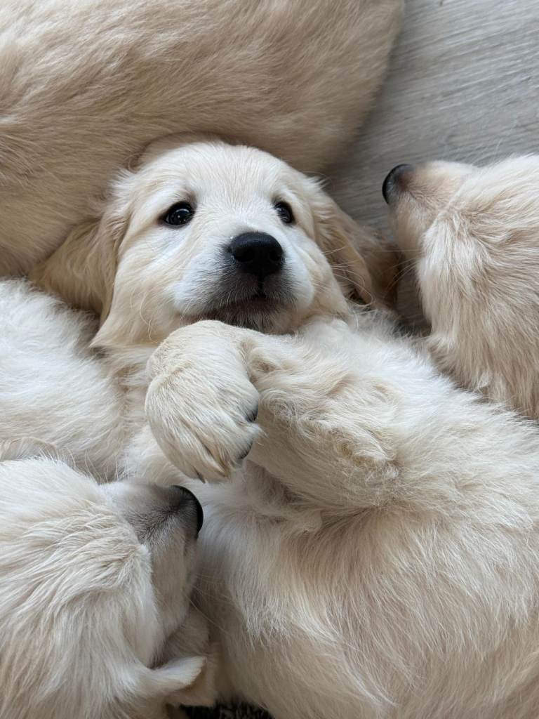 Beautiful Golden Retriever Puppies 🐶 
