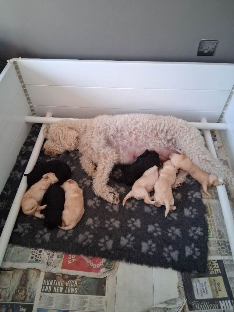 Multi-generation labradoodle puppies
