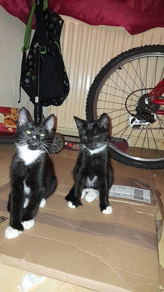 Cute loving 10 week kittens