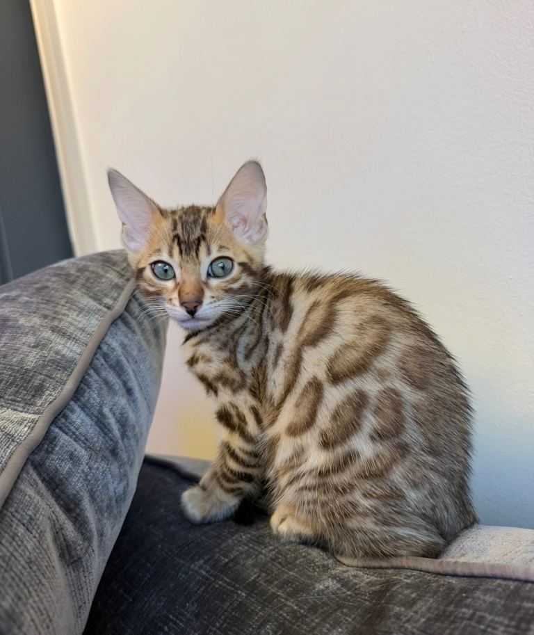 Bengal kitten 