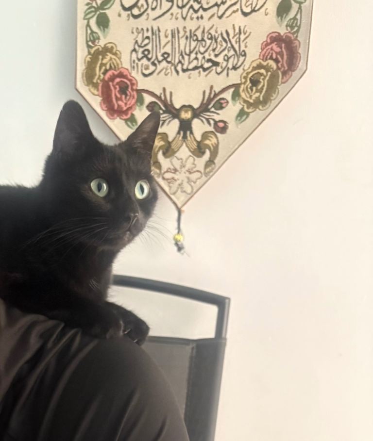 Black cat 