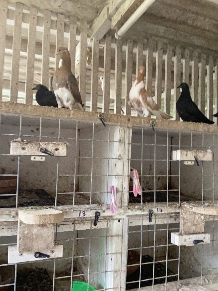Pigeons For Sale