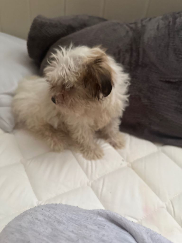 Puppy for sale