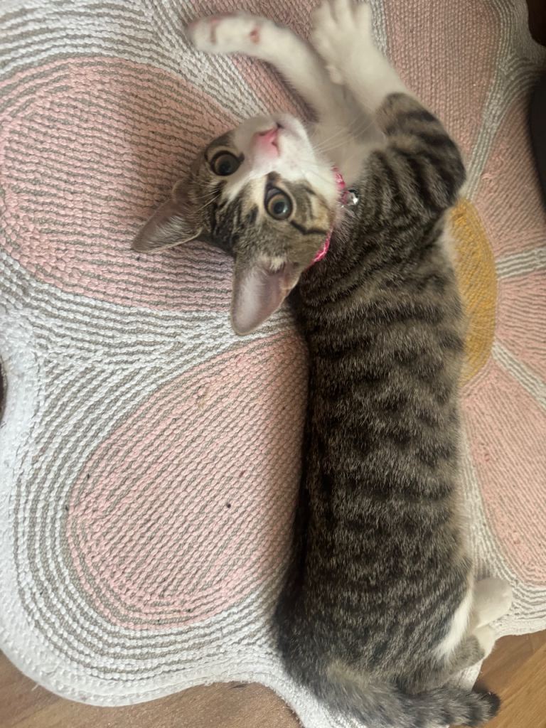 Female kitten