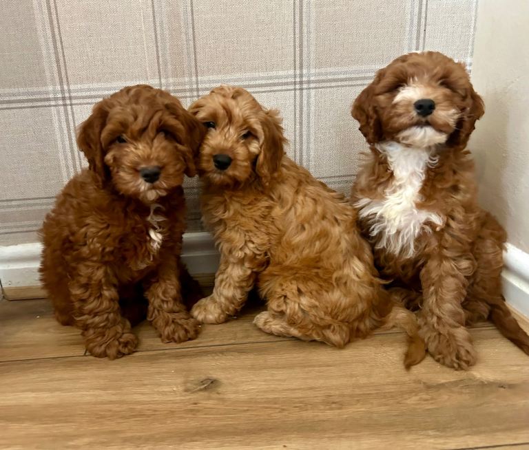 Outstanding cockapoo puppies 