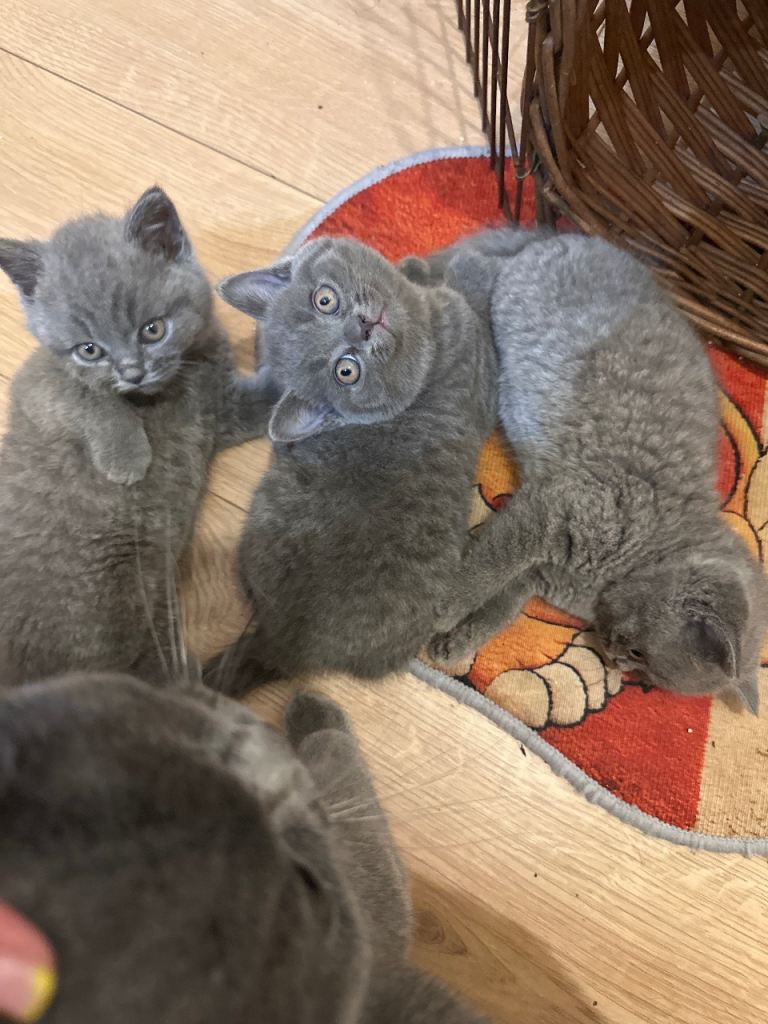 Cats British short hair Birmingham 