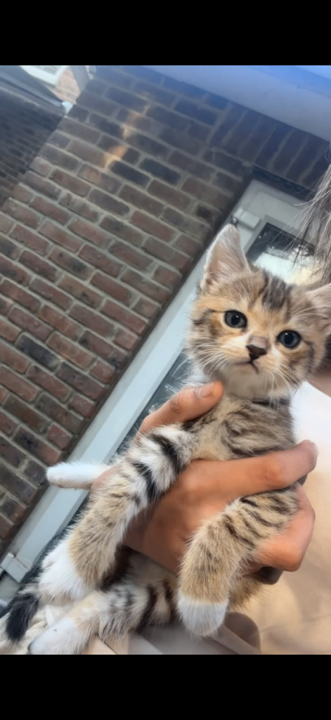 russian blue X siberian kittens for sale 