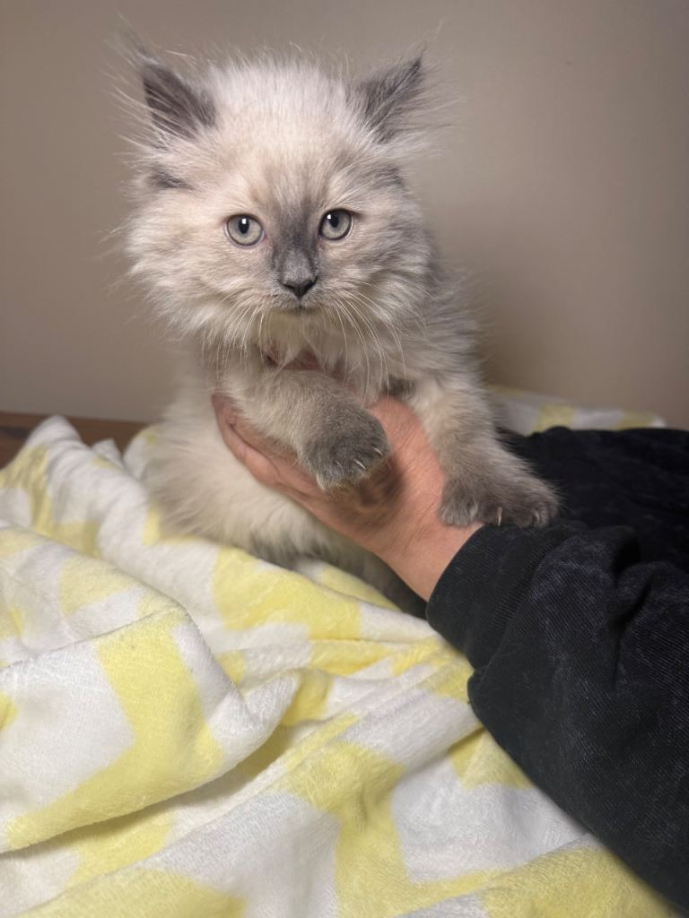 Beautiful Ragdoll Mix Kittens- Ready for forever homes!🐾💓