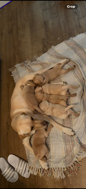 Labrador retriever puppies 
