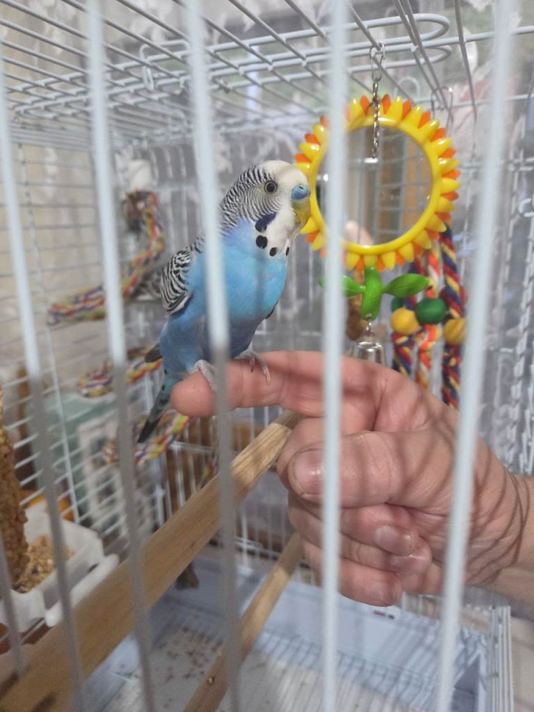pair of budgerigars with cage