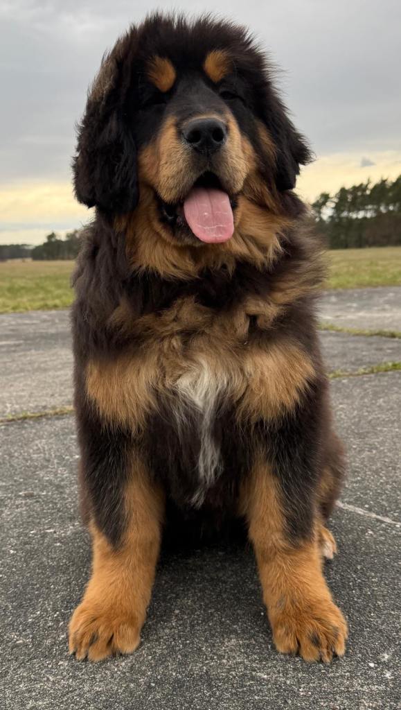 Beautiful gir for sale 🐶🐾