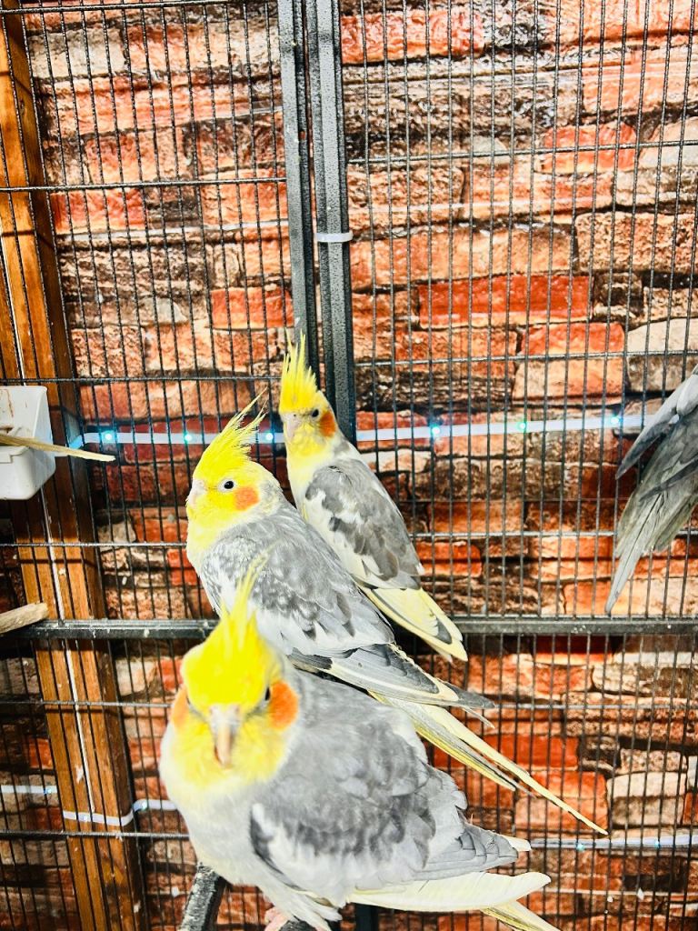 Cockateil and various others 